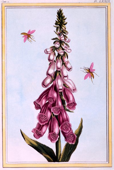 Foxglove Digitalis, Illustration from 